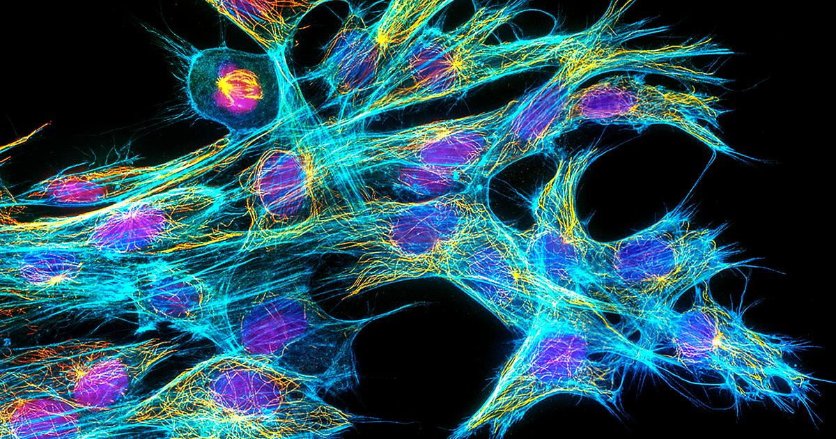 Ősi csövek nyomában, így kutatják sejtjeink múltját