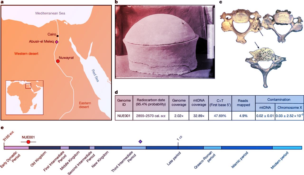 Ősi egyiptomi vérvizsgálat, váratlan titkok derültek ki a fáraókról