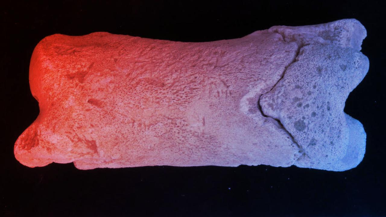 Tehénlábujjból csináltak sípot az ókori egyiptomi rendőrök?