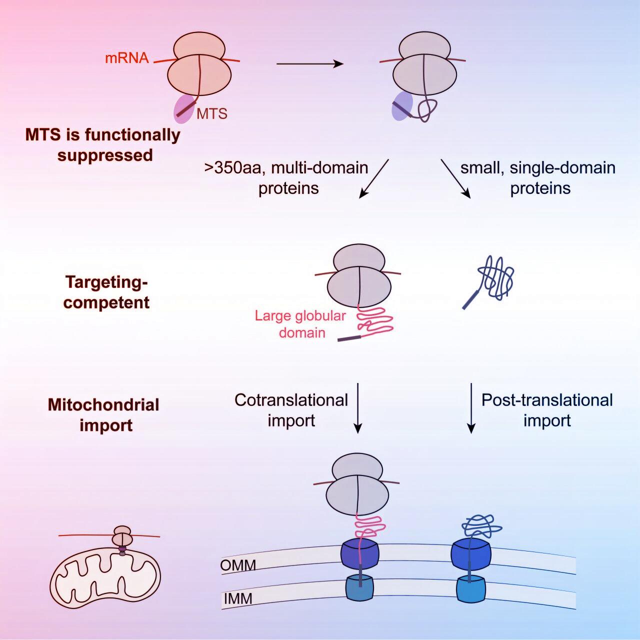 Új felfedezések az agy energiatermeléséről, másként működik a mitokondriális fehérjeimport