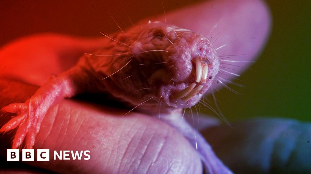 A csupasz földikutyák génjeiben lehet az örök élet titka