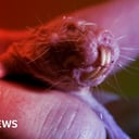 A csupasz földikutyák génjeiben lehet az örök élet titka