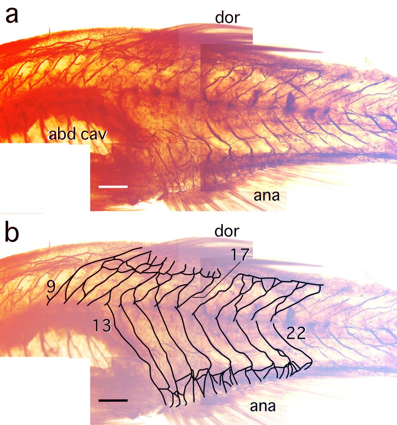 A halak gerincvelője rejtett titkokat őriz