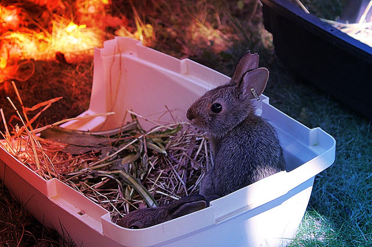 A nyúlszaporító program, amely megmentheti Új-Anglia utolsó vadnyulát