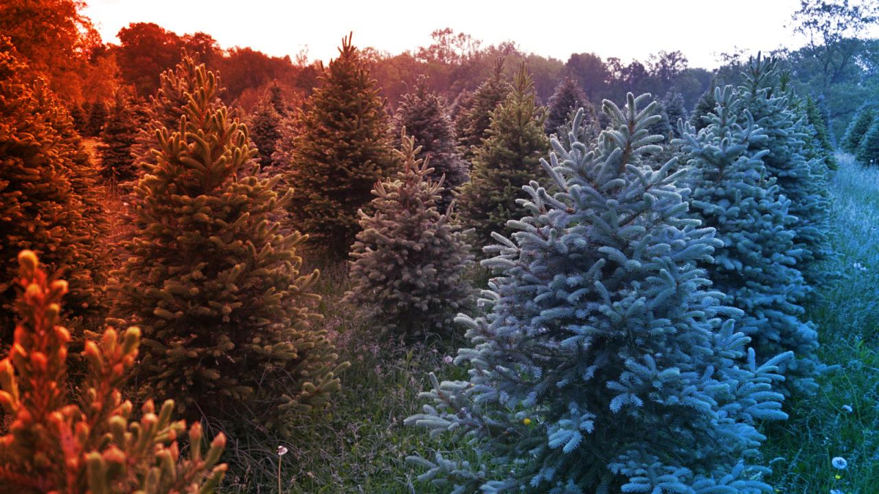 Az arany igazi titka a fenyőtűkben rejtőzik