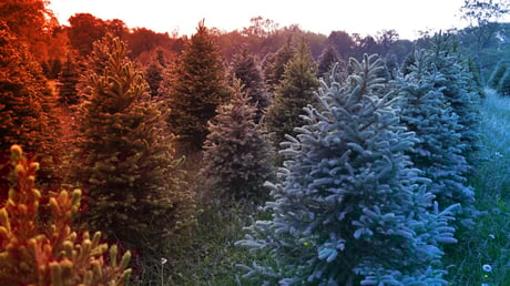 Az arany igazi titka a fenyőtűkben rejtőzik