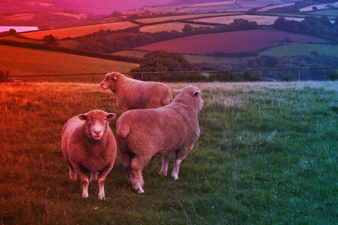 Az élelmiszerforradalom, Nagy-Britannia legfrissebb menő kihívása