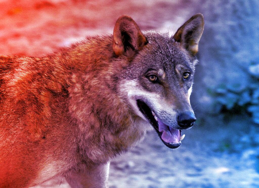 Az első görög farkaskutya-szörnyeteg megérkezett