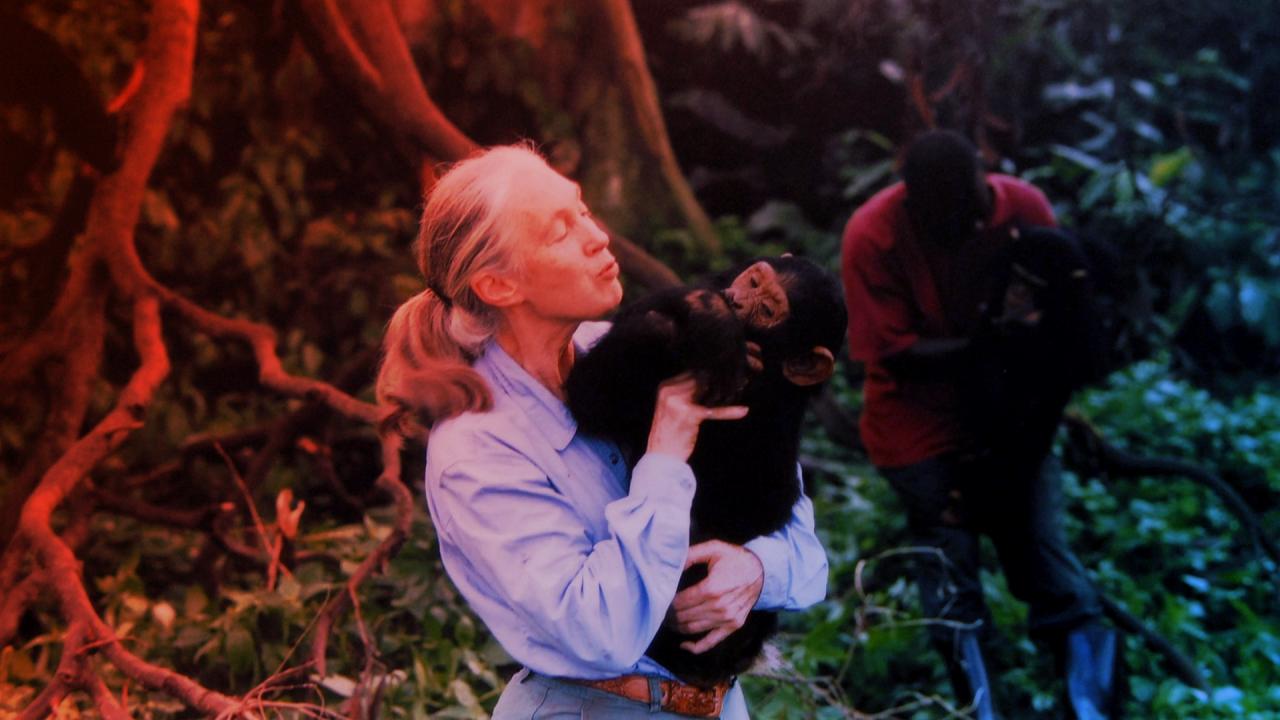 Az ember, aki megismertette a csimpánzokat a világgal