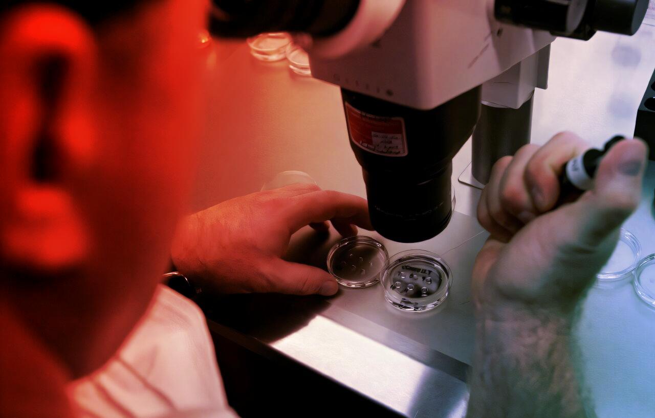 Az emberből előállított petesejt: közelebb az MI-bébihez?