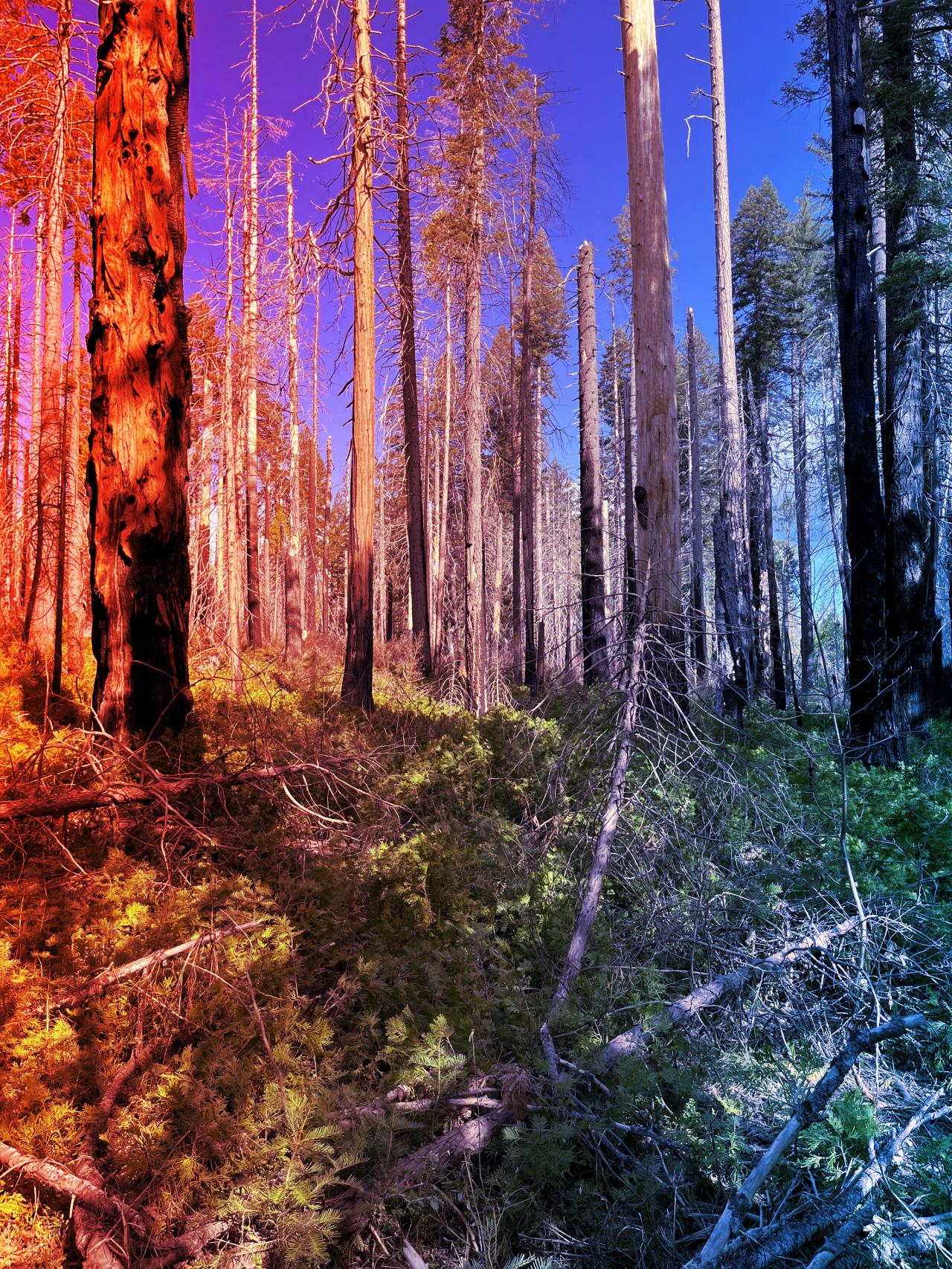 Az erdőtüzek igazi madárparadicsomot teremtenek a Sierra Nevadában