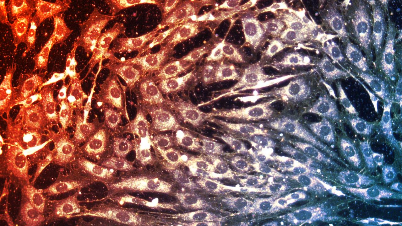 Az immunrendszer is segíthet a kemoterápia sikerében