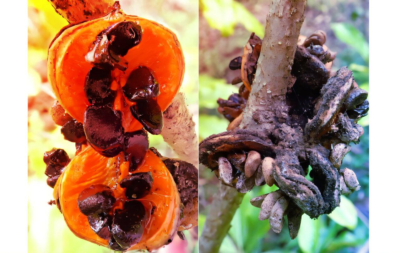 Az invazív állatok tönkreteszik a szigeti növényvilágot