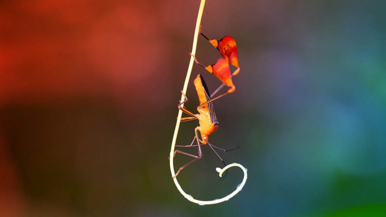 Az ugrálólábú poloska tánca: életmentő színjáték