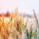 Az új búzafajták menthetik meg az éhező világot