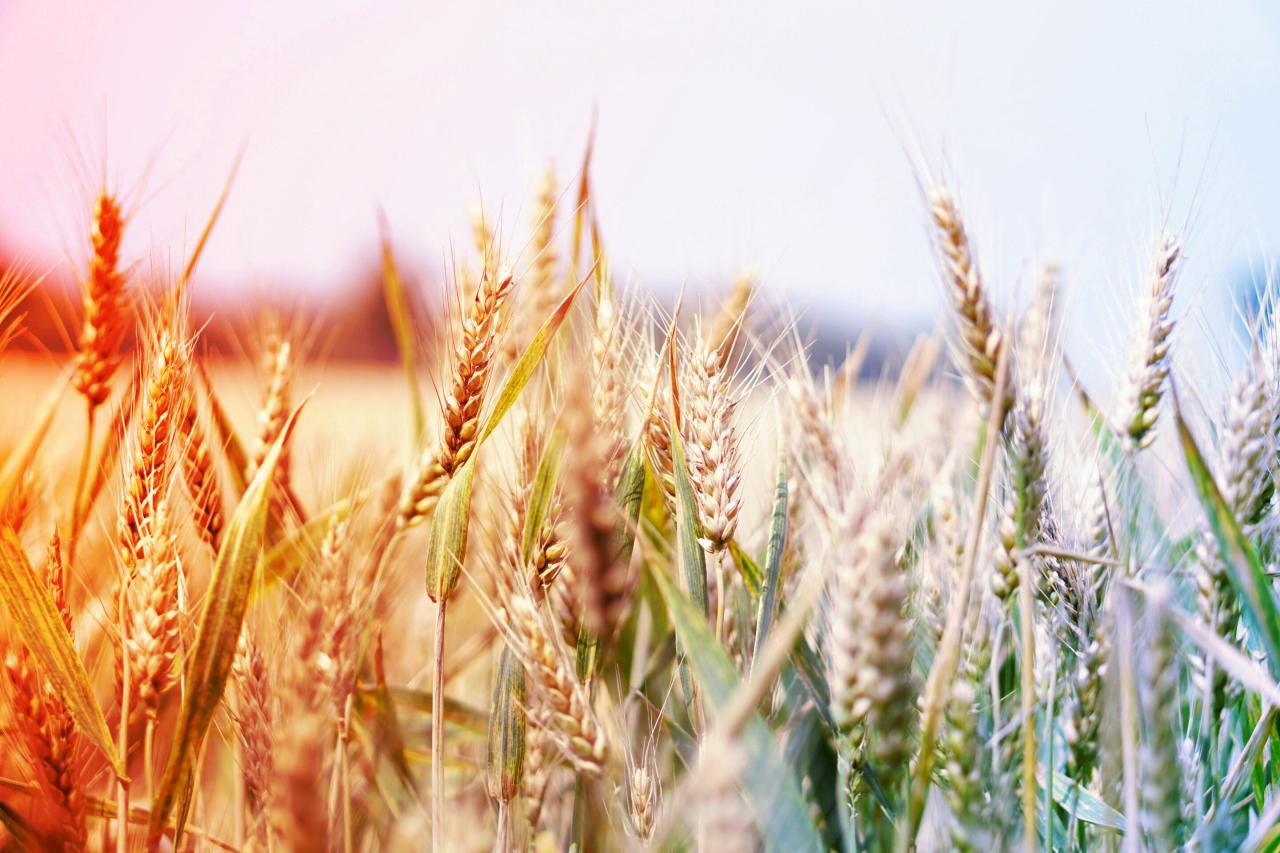 Az új búzafajták menthetik meg az éhező világot