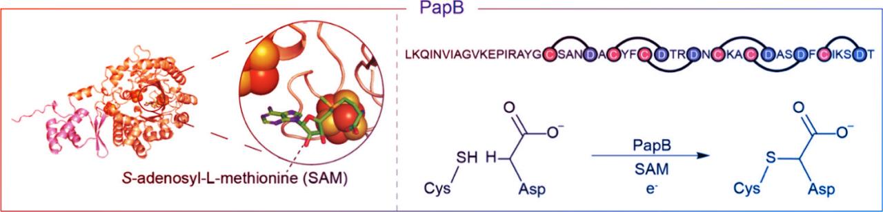 Az új MI-enzimmel még hatékonyabbak lesznek a fogyókúrás gyógyszerek