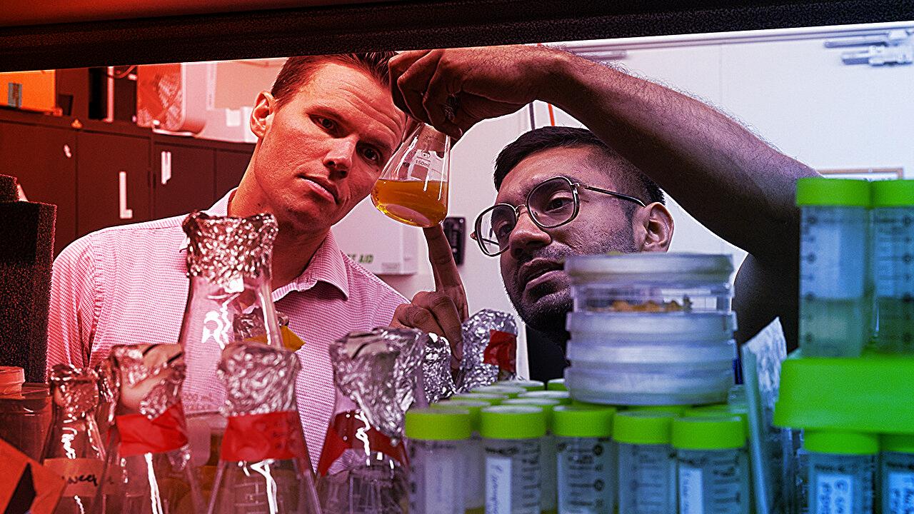 Ez a különleges gomba ügyesebb hidrogélkészítő, mint mi emberek