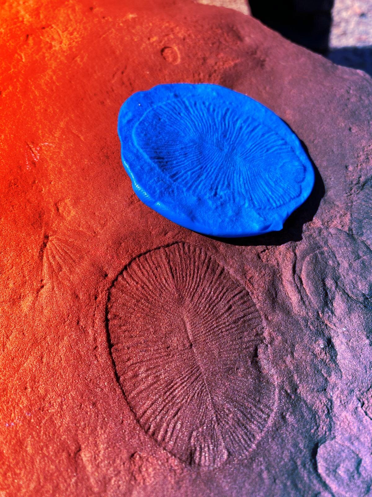 Gombák, az élővilág meglepő kulcsszereplői