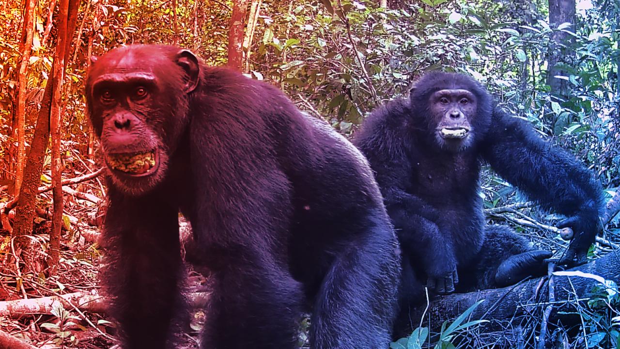 Hihetetlen: A csimpánzok minden nap alkoholt isznak, mégsem lesznek részegek!