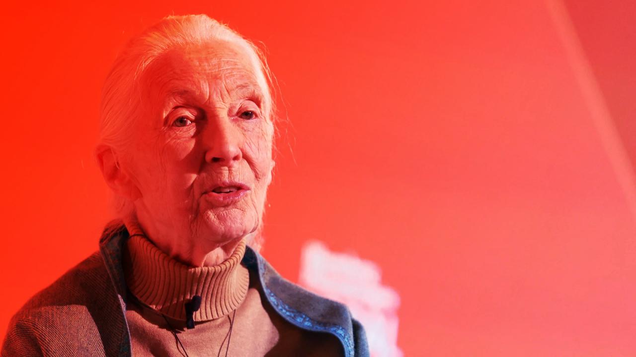 Jane Goodall, aki az életét a bolygónak szentelte
