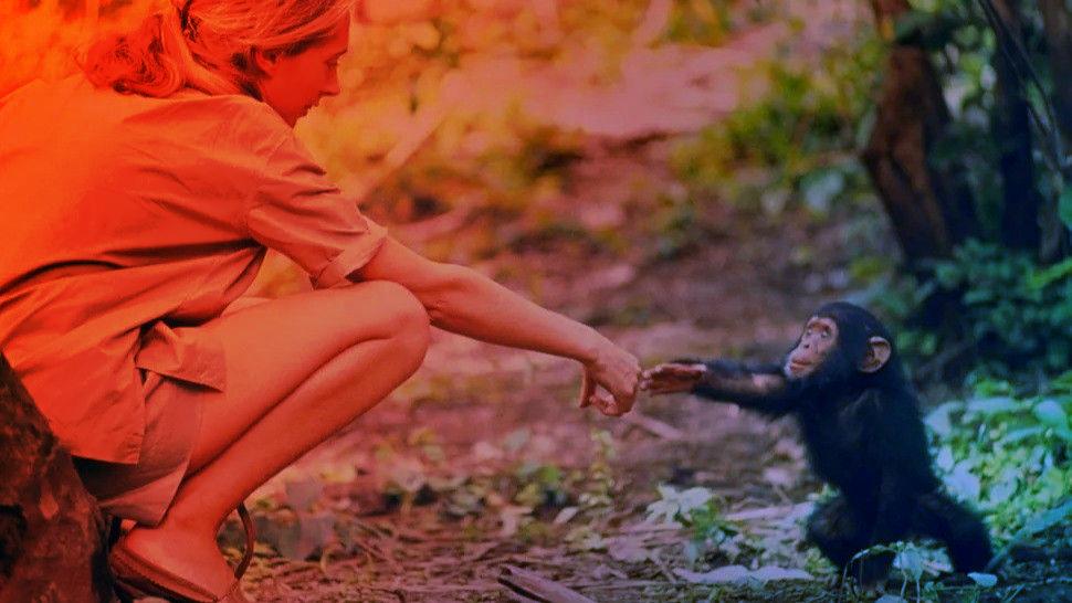 Jane Goodall forradalma, az ember aki megmutatta a csimpánzok igazi életét