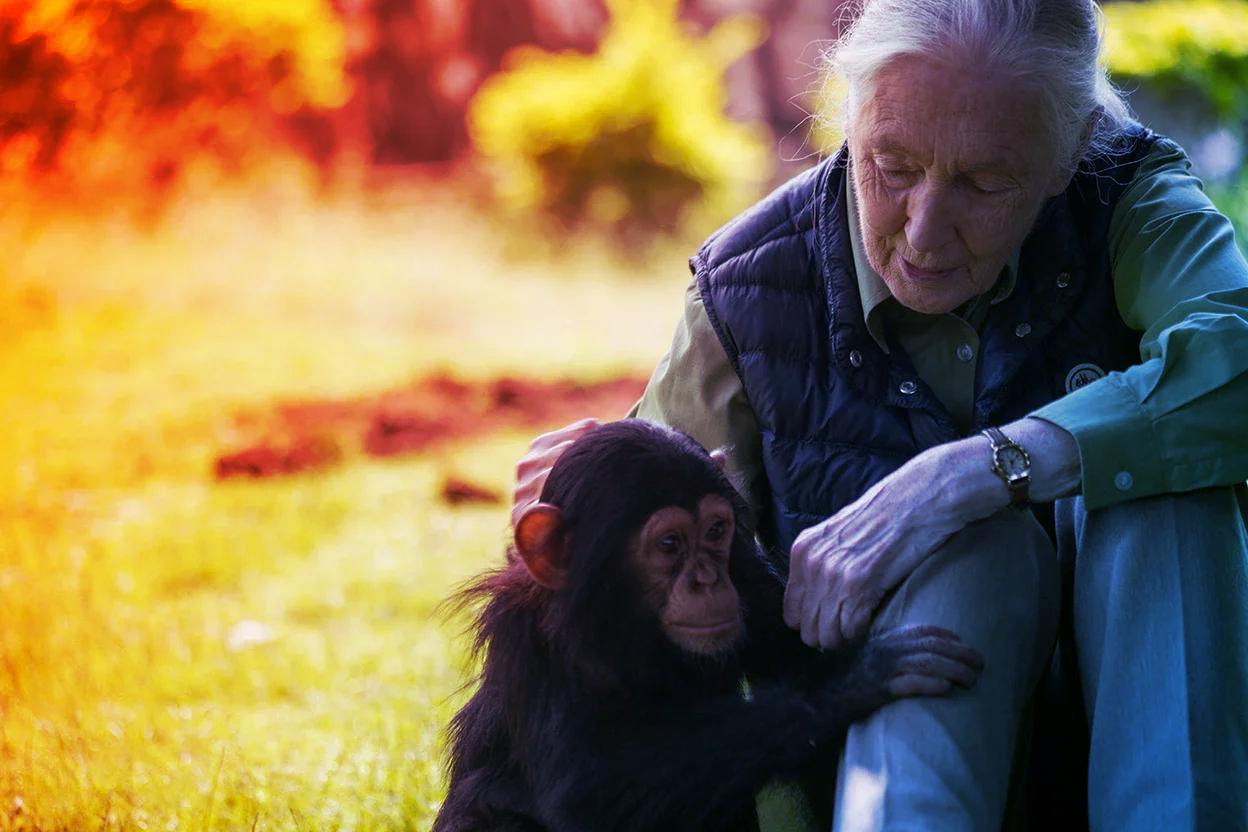 Jane Goodall öröksége, az ember, aki átírta a tudomány szabályait