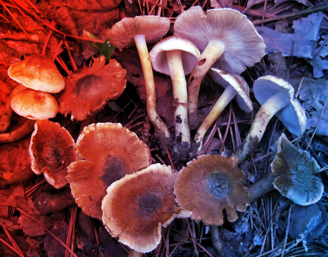 Kétszer is feltalálták a bódulatot az okos gombák