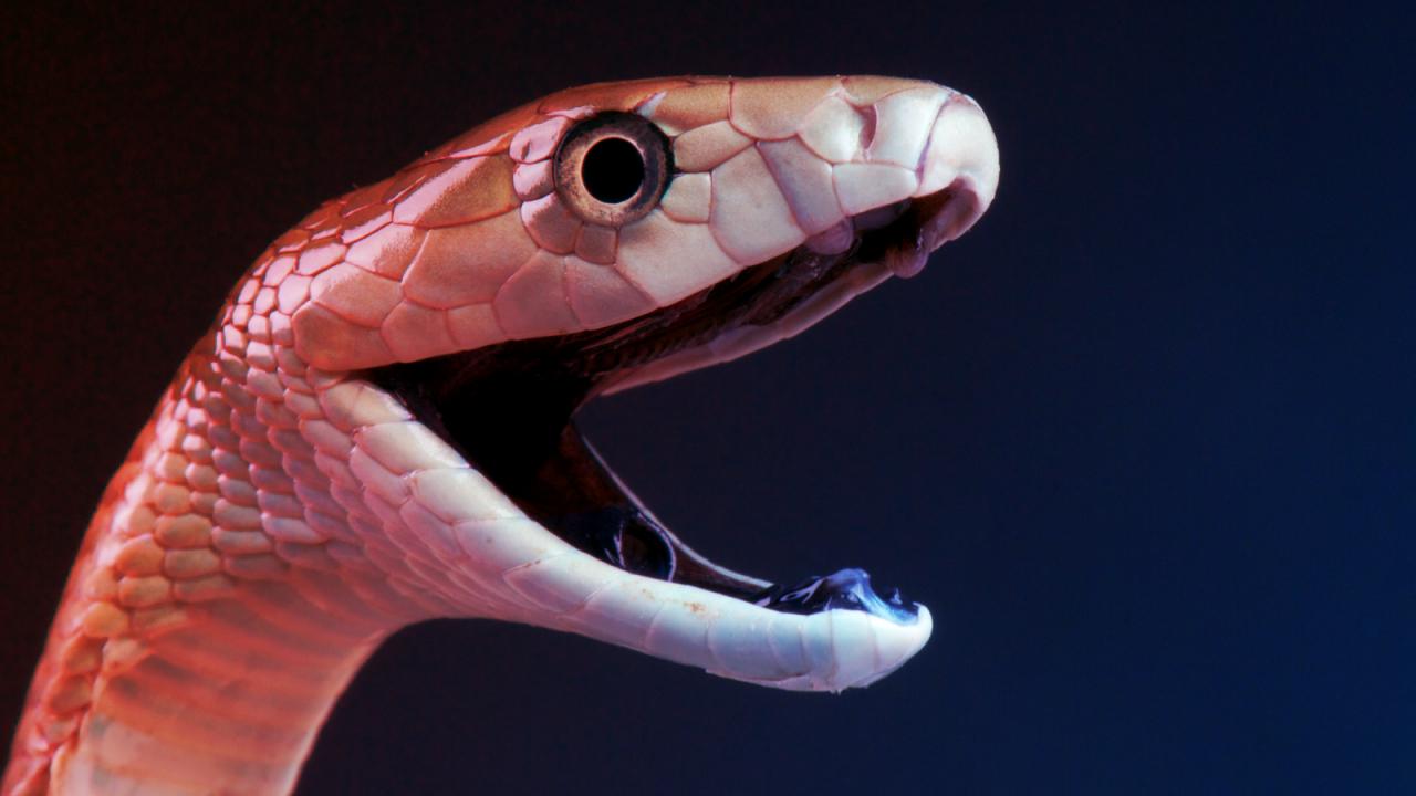 Meglepő, hogyan hat a mamba mérge és az ellenszérum az izmokra