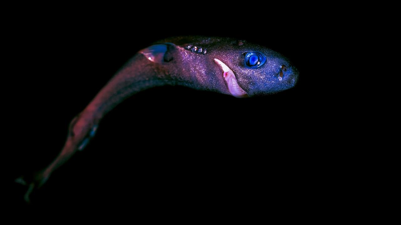 Mélytengeri bányászat miatt veszélybe kerülnek a cápák és a szellemcápák