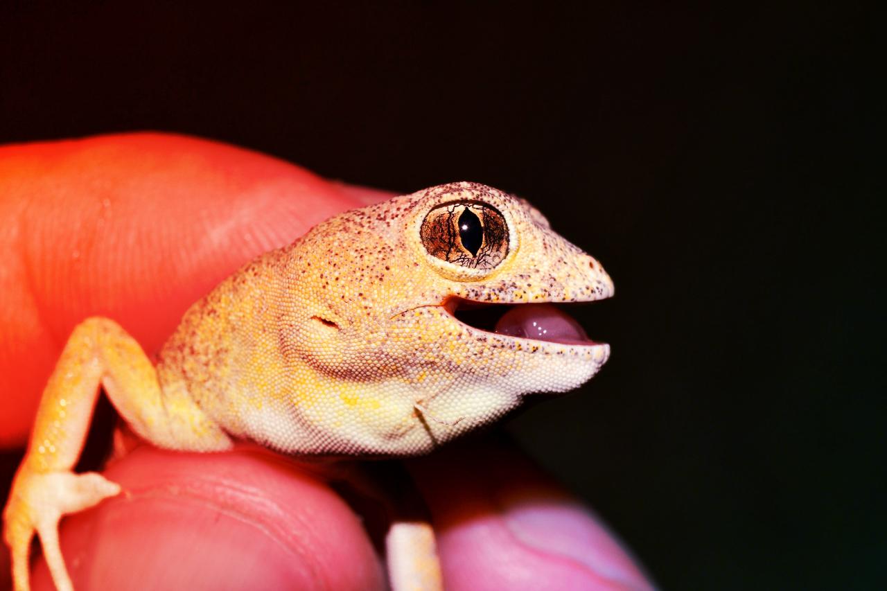 Rémisztő nevetés hallatszik éjjel, három új gekkófaj a Namib-sivatagban