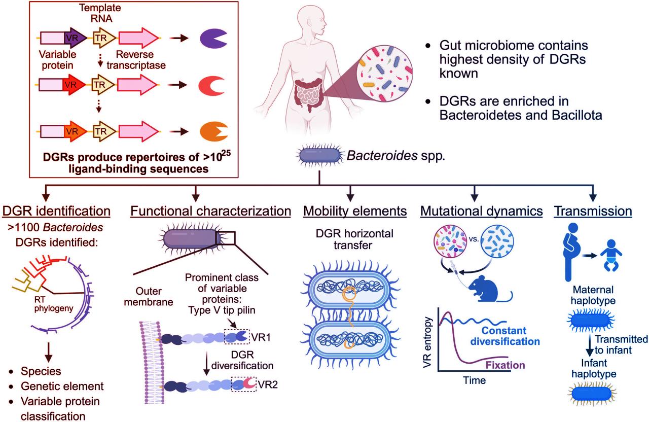 Turbóra kapcsolt evolúció, győznek a baktériumok a bélben