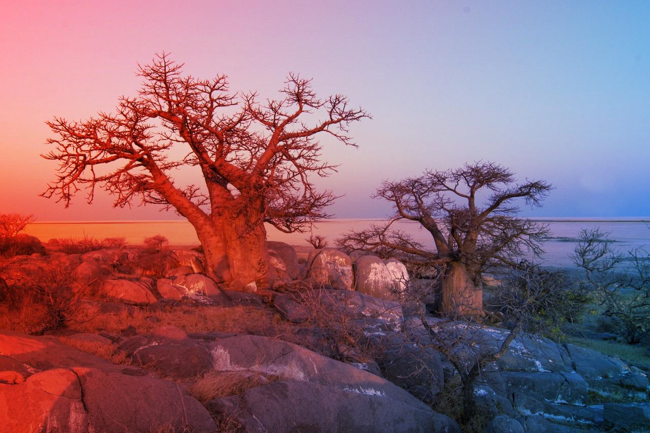 A baobab, az élet fájának titkos szövetségesei Afrikában