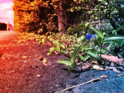 A betonrepesztő zöld lázadás: a város növényei visszavágnak