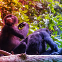 A bonobók vérfürdője lerombolja a béke mítoszát