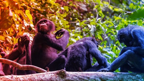 A bonobók vérfürdője lerombolja a béke mítoszát