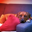 A CBD tényleg megszelídíti az agresszív kutyákat?