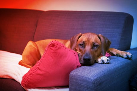 A CBD tényleg megszelídíti az agresszív kutyákat?