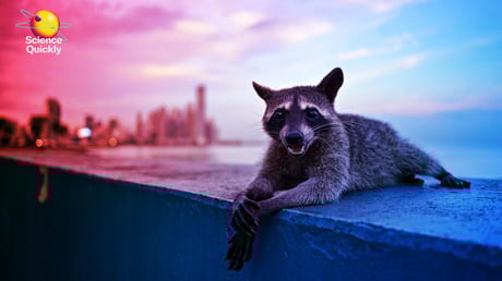 A COP30 káosza, szelídülő mosómedvék és a fluorid váratlan fordulata