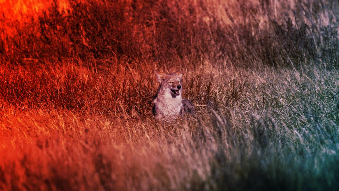 A farkasok visszatérése sem menti meg a Yellowstone-t?