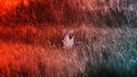 A farkasok visszatérése sem menti meg a Yellowstone-t?