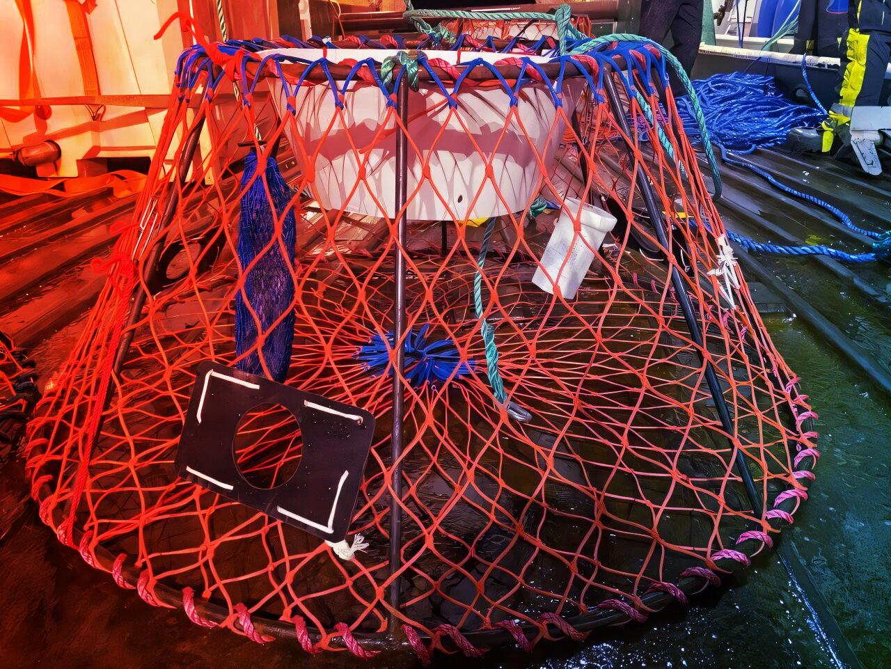 A filléres trükk, ami megmentheti a parányi sarkvidéki rákokat