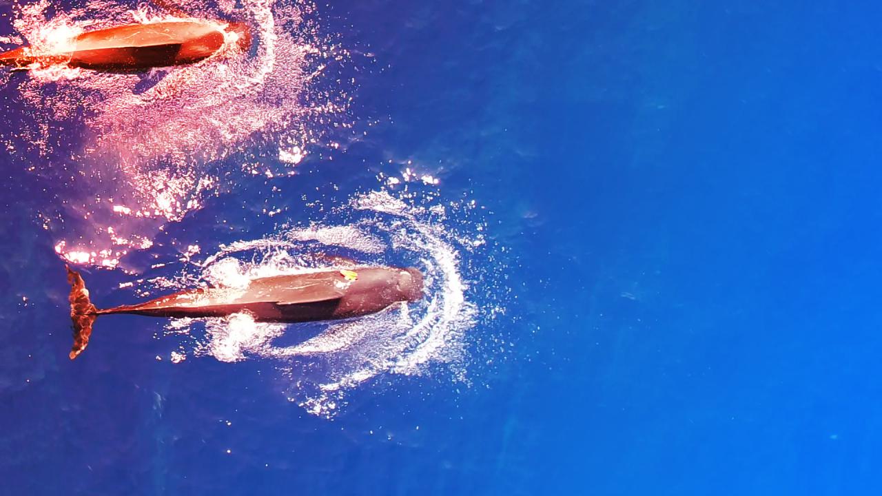 A hawaii gömbölyűfejű delfinek megőrülnek a tintahalért