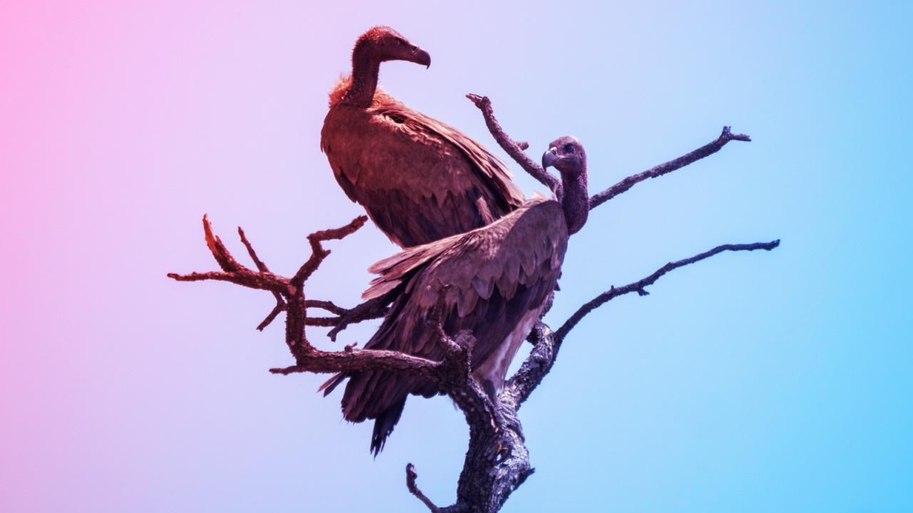 A köröző keselyűk titka: nem a halálodat lesik