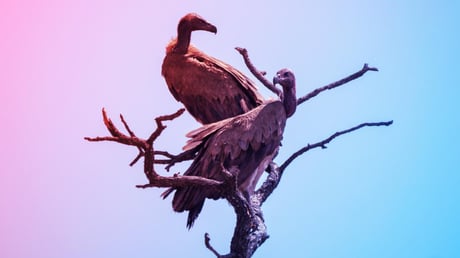 A köröző keselyűk titka: nem a halálodat lesik