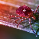 A kullancscsípés halálos húsallergiát váltott ki: meghalt egy férfi