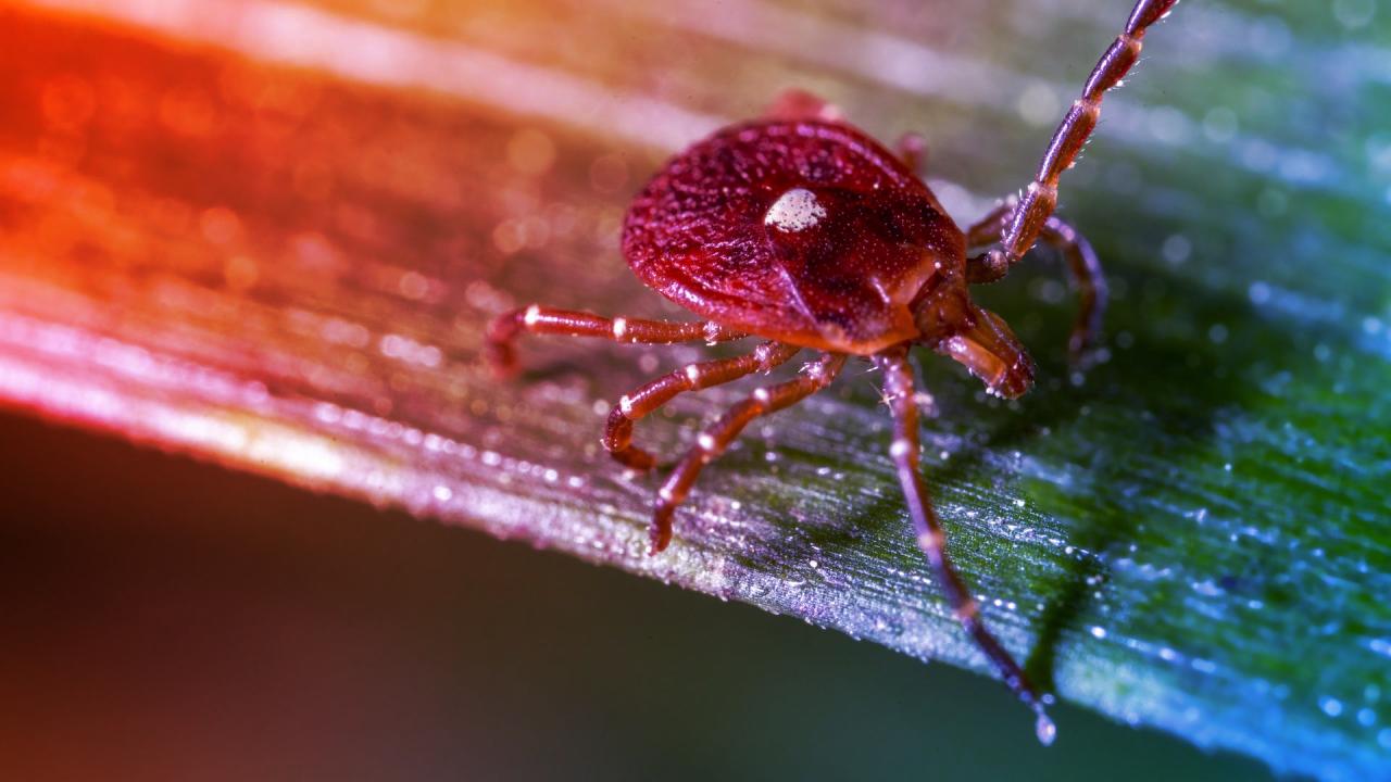 A kullancscsípés halálos húsallergiát váltott ki: meghalt egy férfi