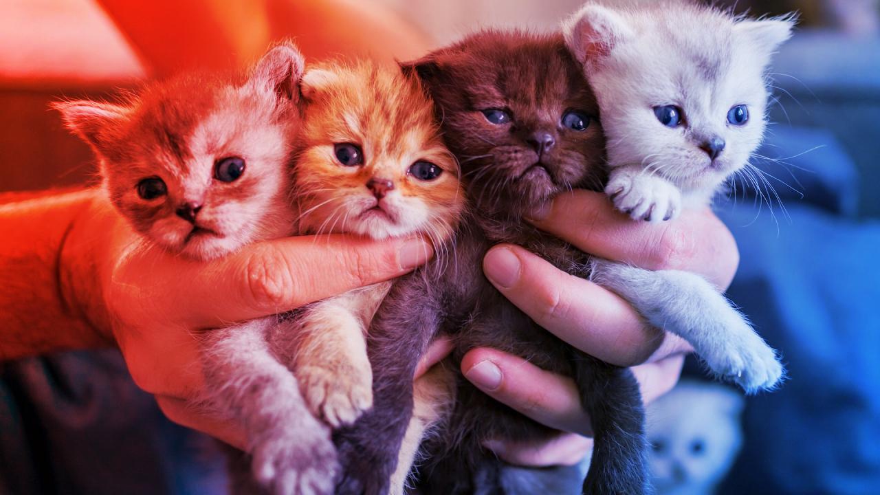 A különböző bundájú cicatesók titka: genetikai kavalkád a családban