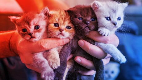 A különböző bundájú cicatesók titka: genetikai kavalkád a családban