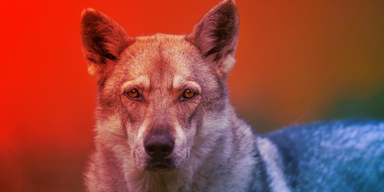 A kutyák ősi szövetsége: tízezer éve velünk vándorolnak